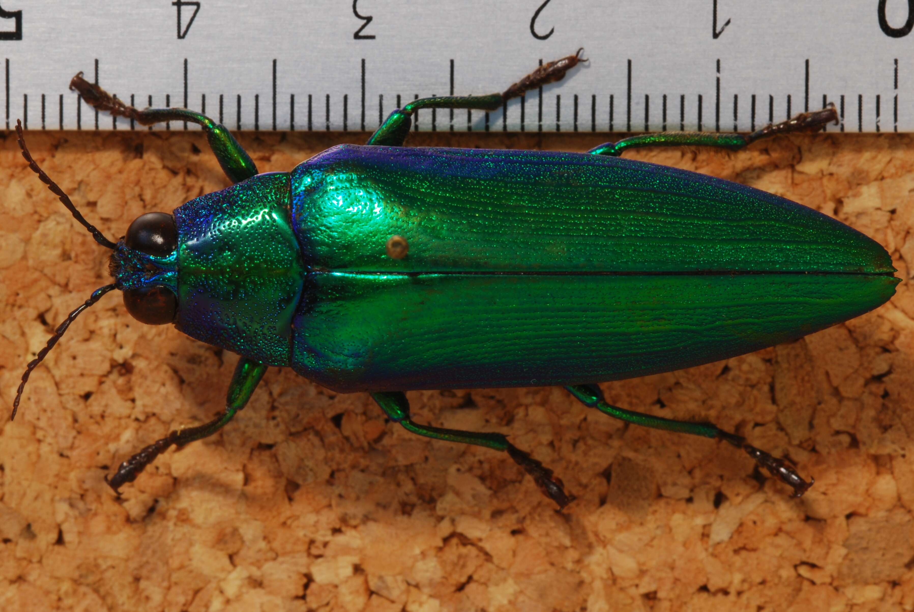 Image of Chrysochroa weyersii Deyrolle 1864