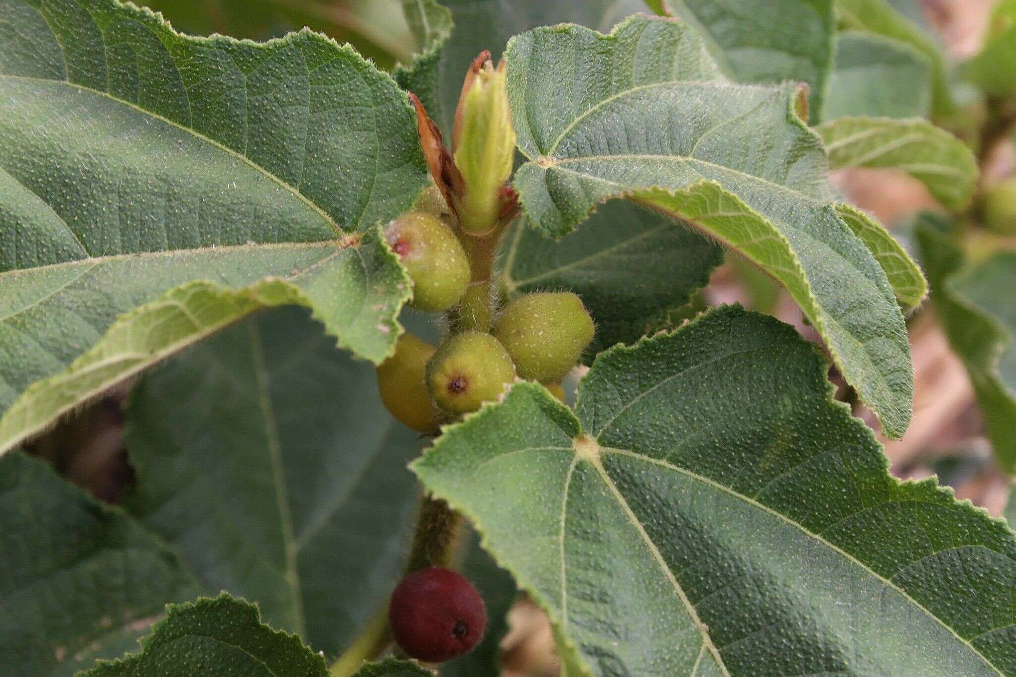 Image of Ficus hirta Vahl