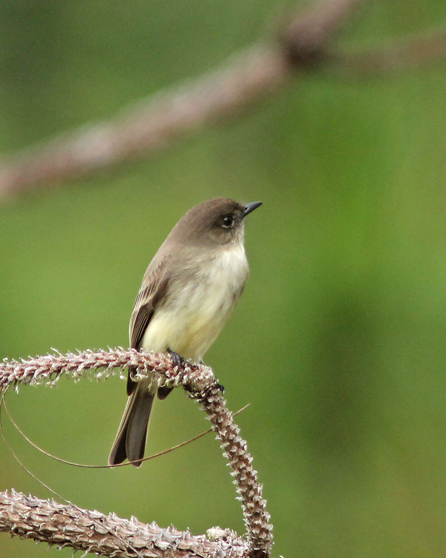 Image of Eastern Phoebe