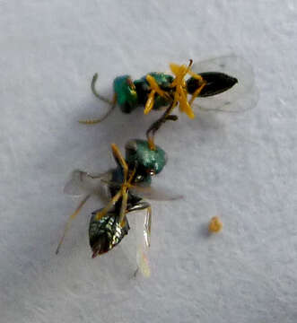 Image of Parasitoid wasp