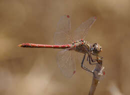 Image of Desert Darter