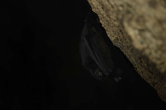 Image of Long-fingered Bats
