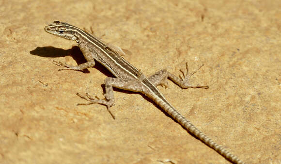 Image of Flat lizards