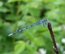 Image of Familiar Bluet