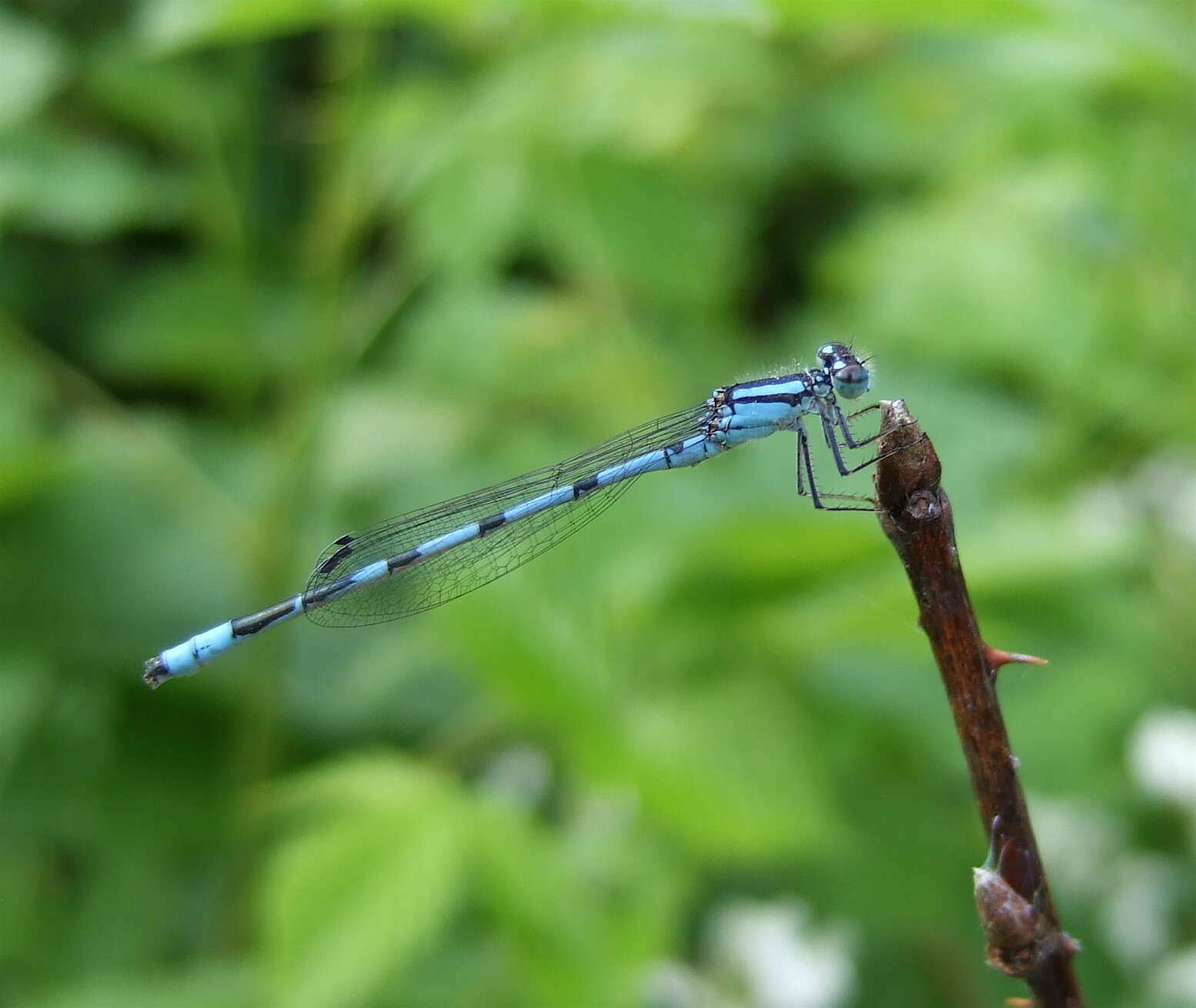 Image of Familiar Bluet