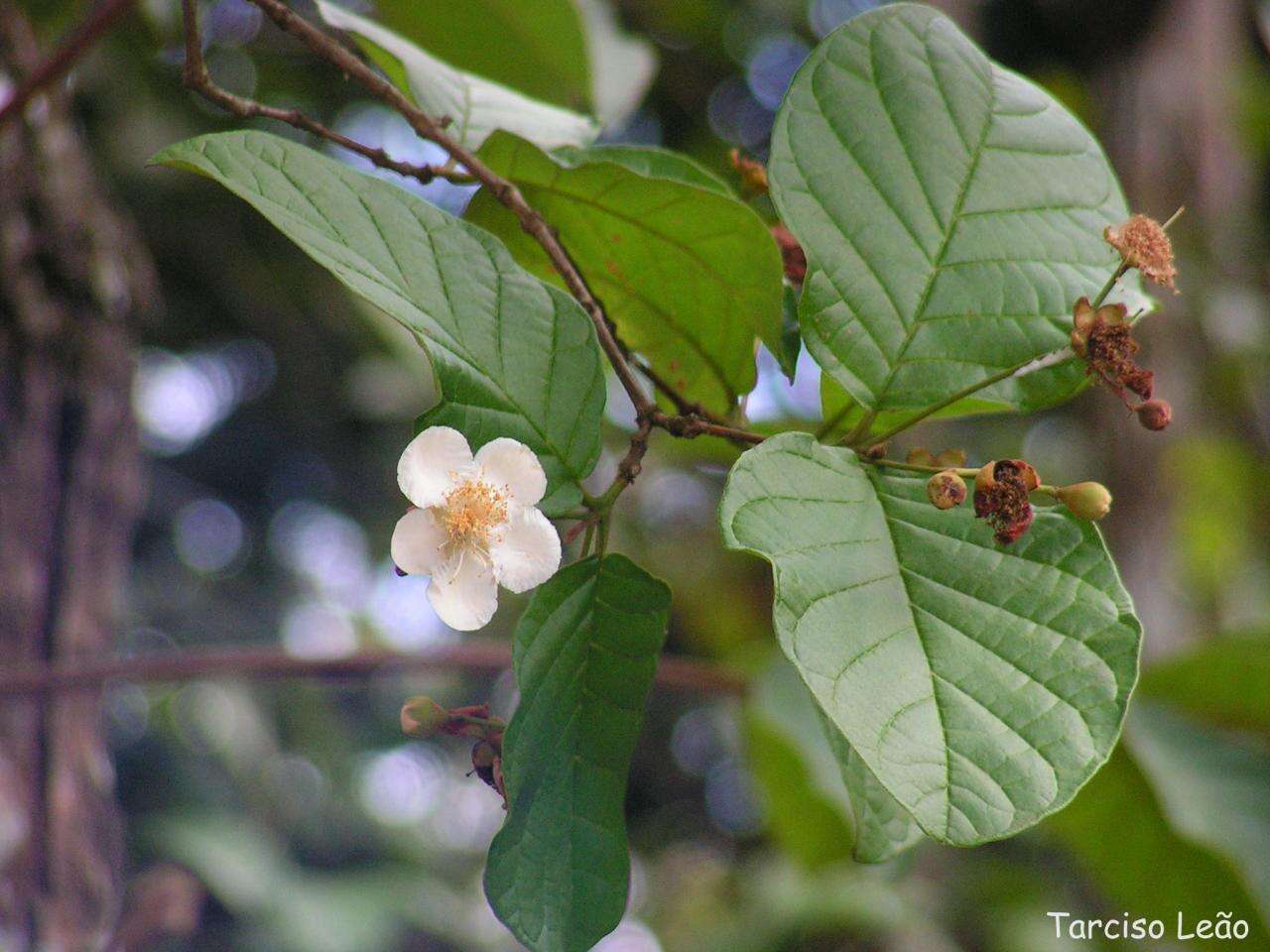 Image of Campomanesia dichotoma (Berg) Mattos