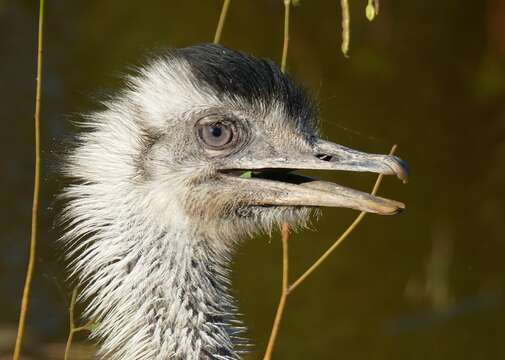 Image of Common Rhea