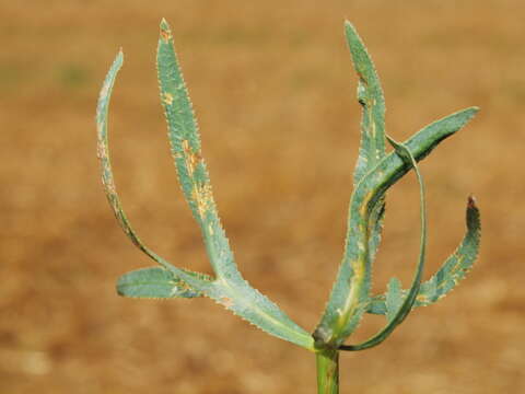 Image of longleaf