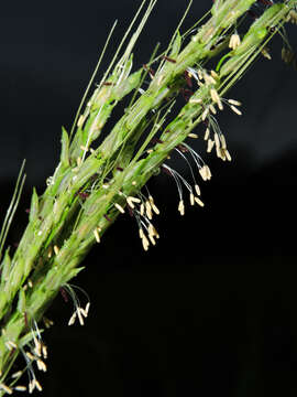 Plancia ëd Oryza latifolia Desv.