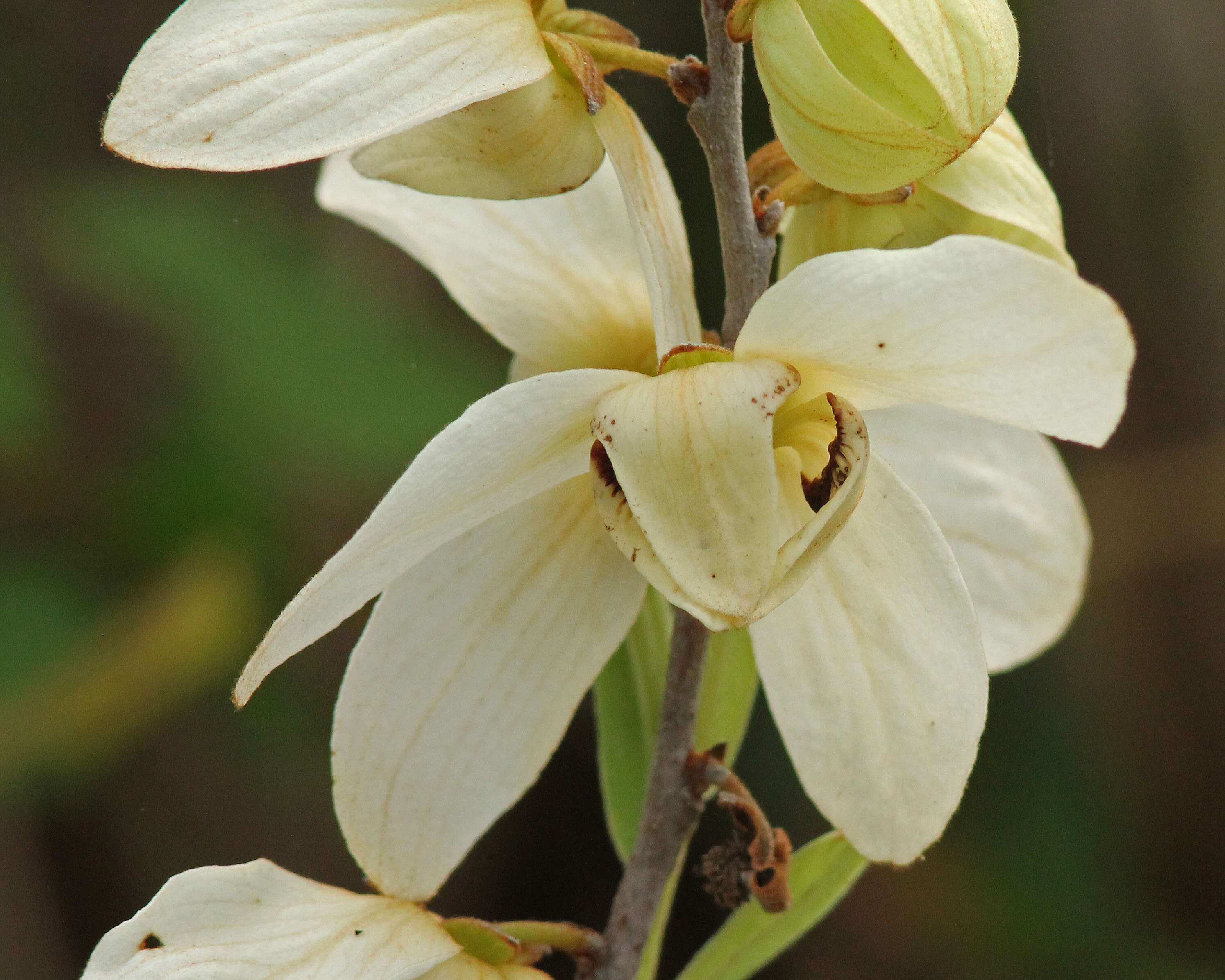 Plancia ëd Asimina reticulata Shuttlew. ex Chapm.