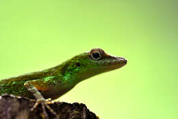 Sivun <i>Anolis evermanii</i> kuva