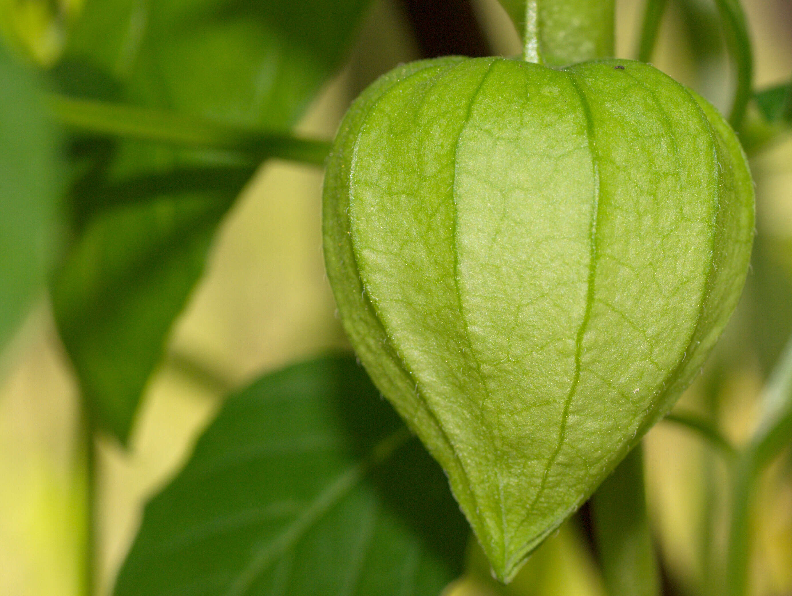 Physalis philadelphica Lam. resmi