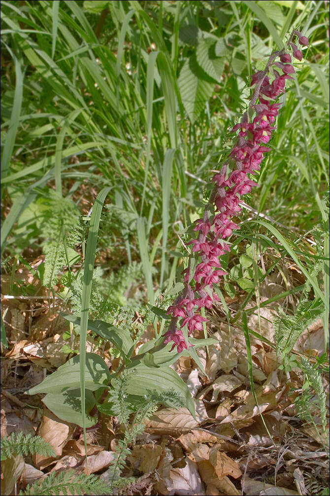 Image of Epipactis schmalhausenii K. Richt.