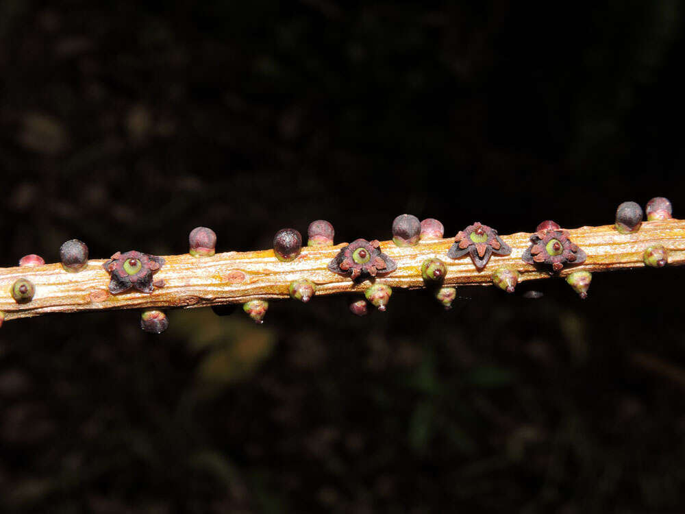 Image of Sarcopera sessiliflora (Triana & Planch.) H. G. Bedell