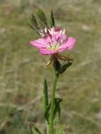 Imagem de Oenothera rosea Aiton