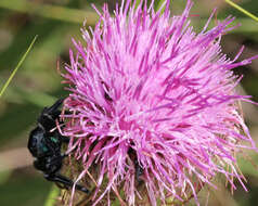 Phidippus resmi