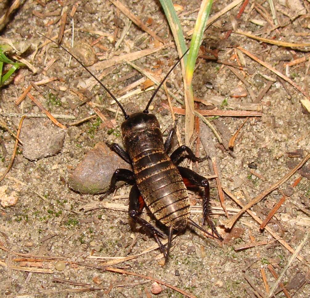 Image of Field Crickets