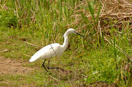 Image of Egretta Forster & T 1817