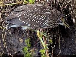 Image of Night Herons