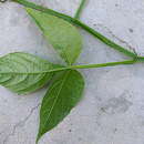 Image of Cissus trigona Willd. ex Roem. & Schult.