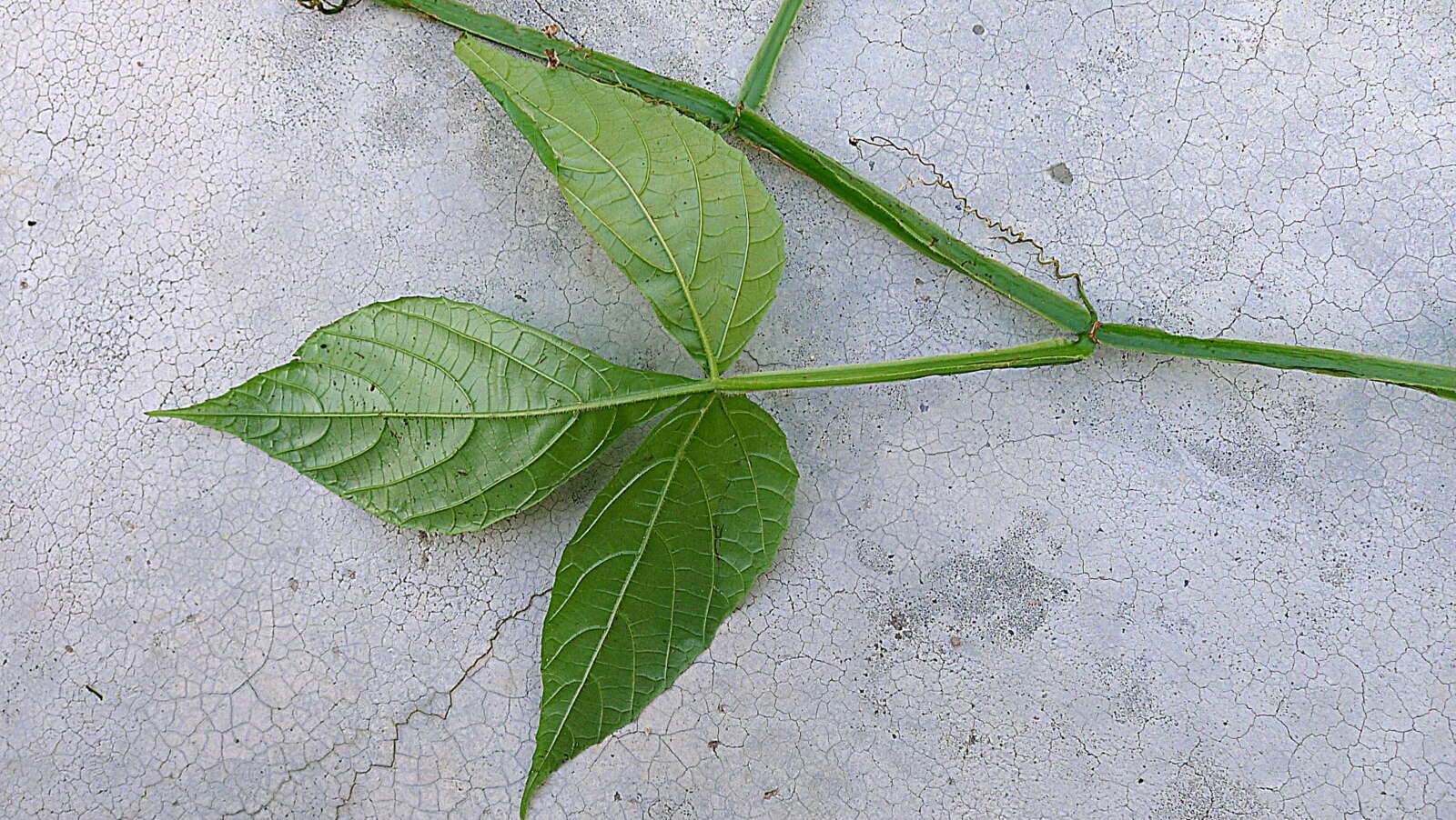 Image of Cissus trigona Willd. ex Roem. & Schult.