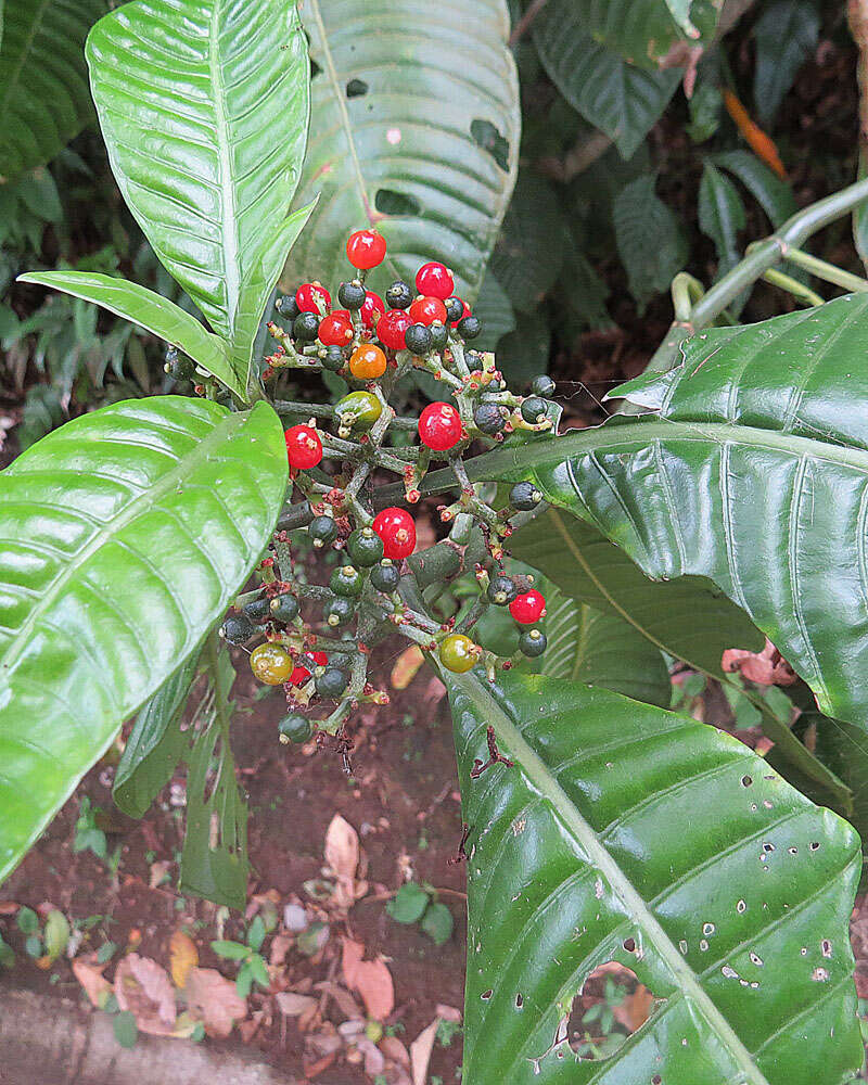 Image of Psychotria marginata Sw.