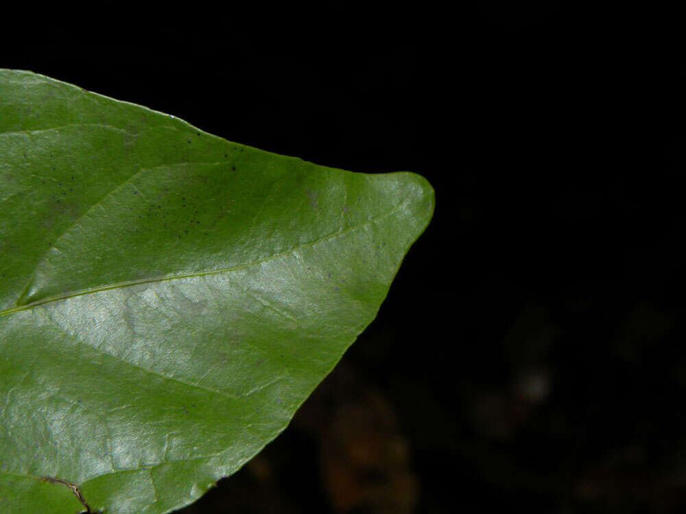 Image of Styrax glabratus Schott