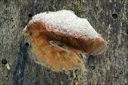 Image of Phlebia tremellosa (Schrad.) Nakasone & Burds. 1984