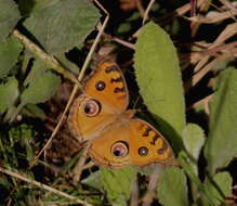 Image of Buckeyes