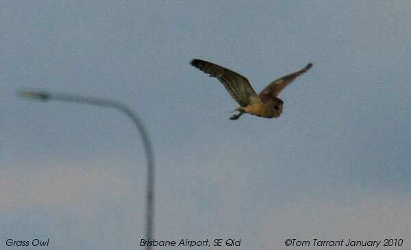 Image of barn owls, masked owls, and bay owls