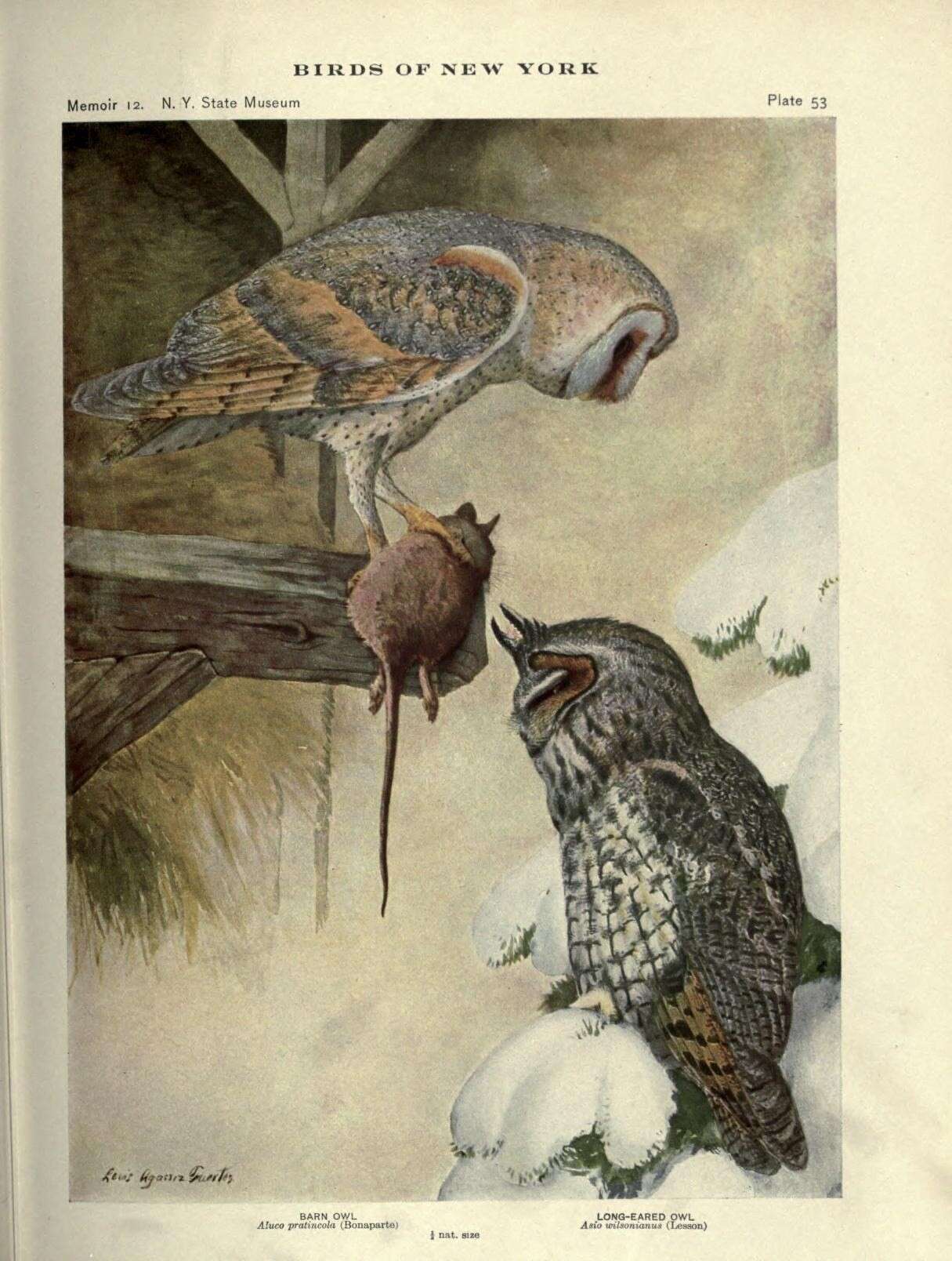 Image of barn owls, masked owls, and bay owls