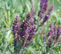 Image de Amorpha canescens Pursh