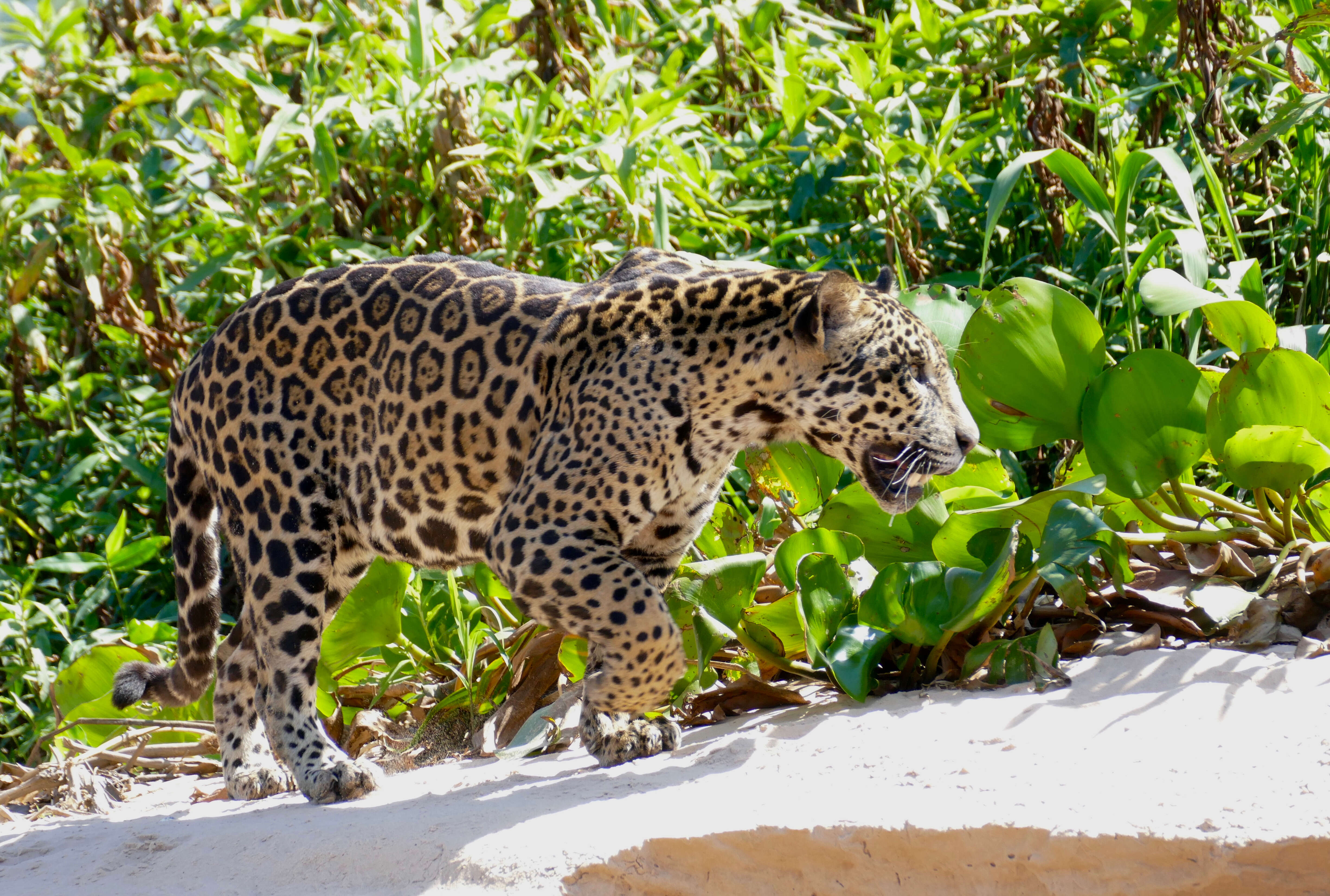 Image of Jaguar