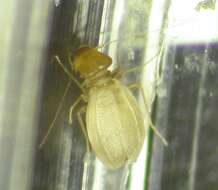 Image of bark lice, book lice and true lice