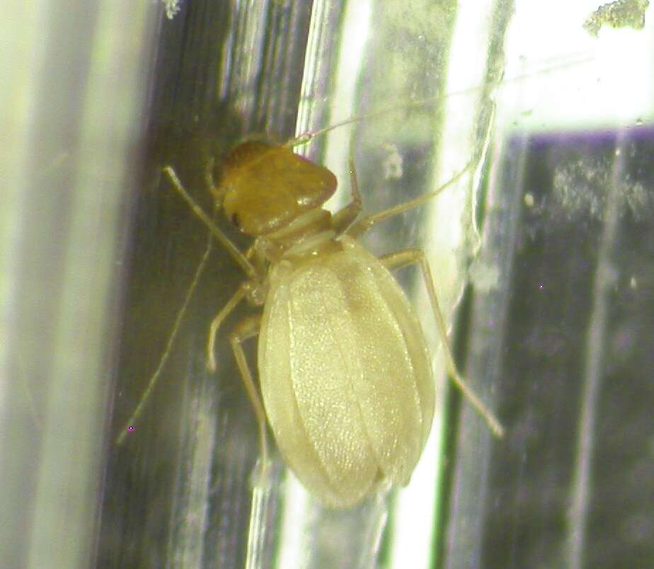 Image of Sphaeropsocidae