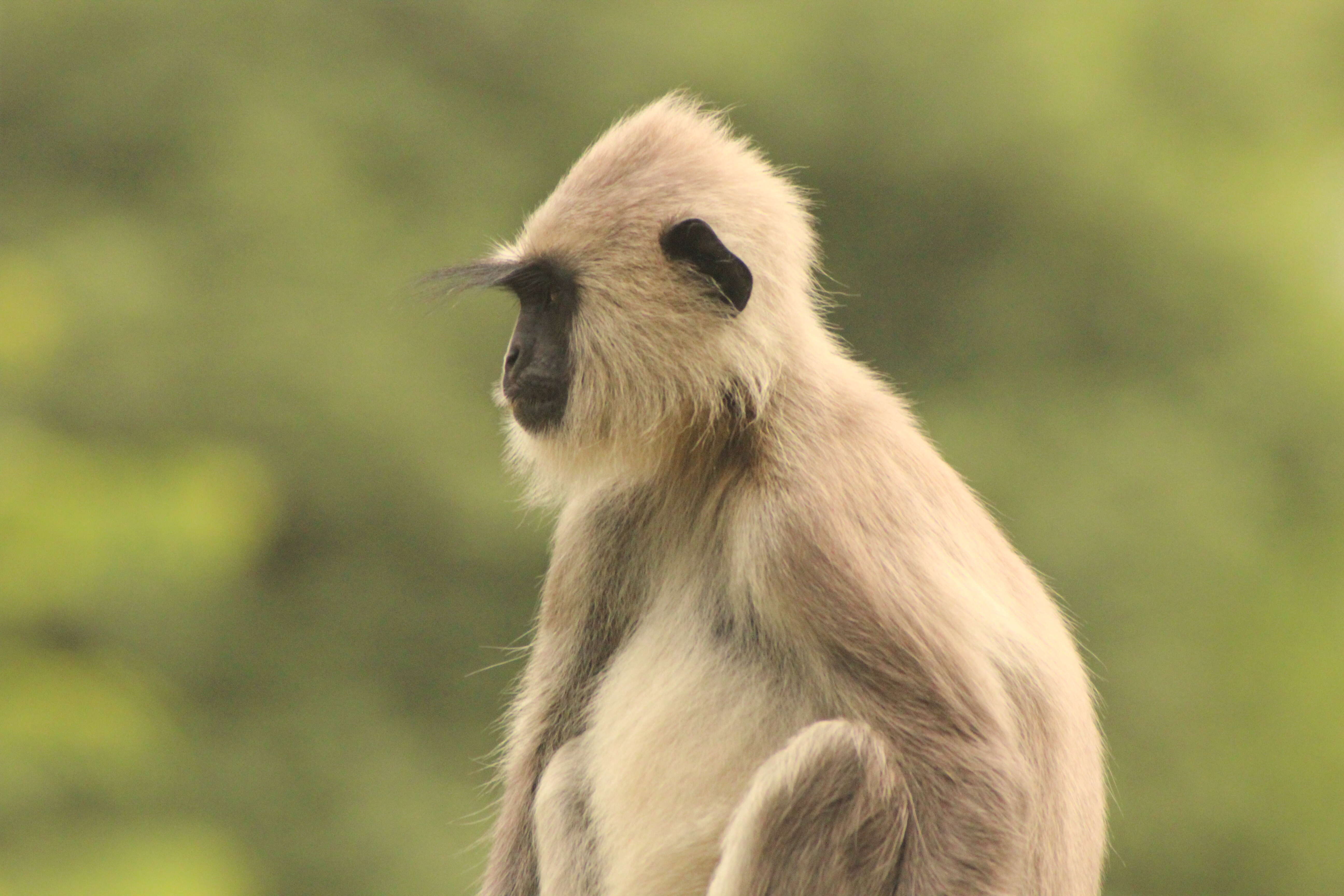 Image of Northern plains gray langur