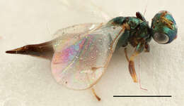 Dinotiscus eupterus (Walker 1836)的圖片