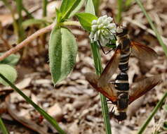 Imagem de Exoprosopa fasciata Macquart 1840