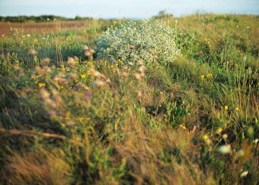 Eryngium campestre L. resmi