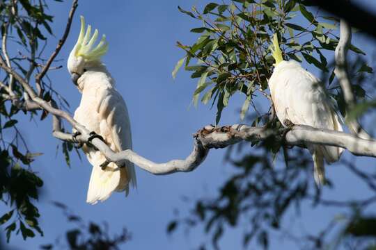 Image of Sulphur-crested Cockatoo