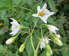 Image of divine nightshade