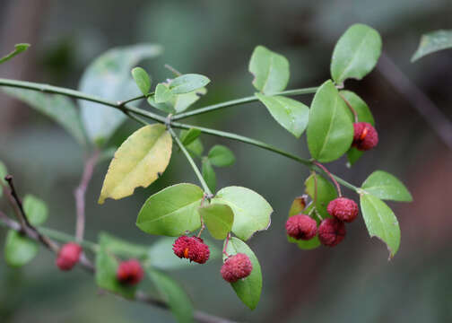 Plancia ëd Euonymus americanus L.