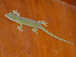 Gekko albofasciolatus (Günther 1867)的圖片