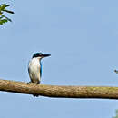 Image of Collared Kingfisher