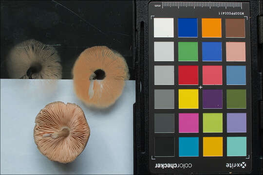 Image of Pluteus pouzarianus Singer 1983