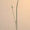 Imagem de Carex willdenowii Willd.