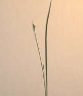 Image of Willdenow's sedge