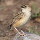 Image of Cloud Cisticola