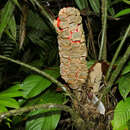 Image of Zamia fairchildiana L. D. Gómez