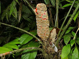 Image of Zamia fairchildiana L. D. Gómez